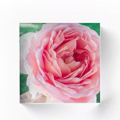 Personalized Acrylic Photo Display Blocks -  - Qualtry